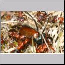 Formica -Serviformica- sanguinea - Blutrote Raubameise 43 9mm mit Gartenlaubkaefer.jpg